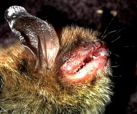 Myotis septentrionalis